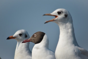 seagull on beach