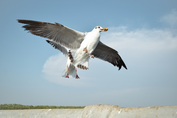 flying in the sky