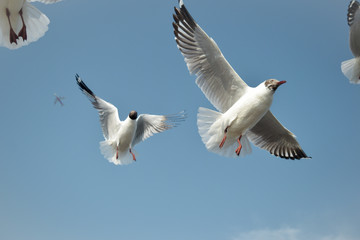 seagulls flying in the sky