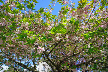 Pink and white blossoms of a sakura cherry prunus tree