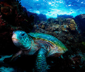 Naklejka na ściany i meble A beautiful green turtle on beautiful colourful reef in crystal clear water
