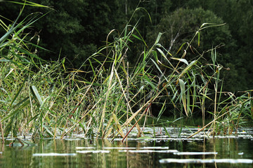 Plants above the water surface