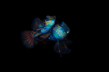 A pair of mandarin fish mating with black background 