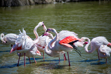 Flamants roses
