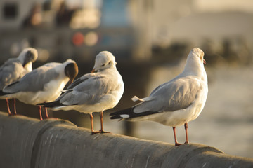 seagulls on the beach