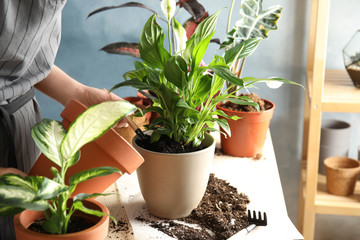 Woman transplanting home plant into new pot at table, closeup