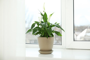 Beautiful spathiphyllum plant on window sill. Home decor