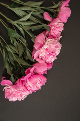Peonies pink buds and petals on a black background space for text