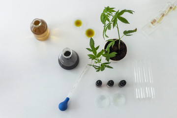Marijuana plant and cbd oil in a laboratory