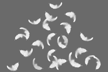 white feathers falling down in the air. isolated on gray background.
