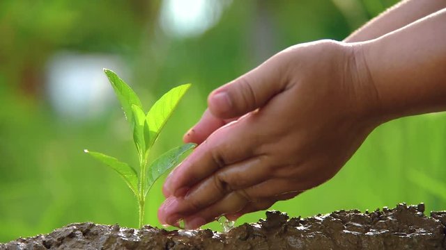Planting trees, loving the environment and protecting nature Nourishing the plants World Environment Day To help the world look beautiful