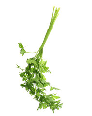 Bunch of fresh green parsley on white background