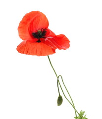 Red poppy flower and buds isolated on white background
