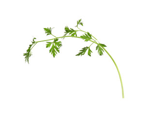 Fresh green organic parsley on white background