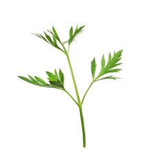 Fototapeta na wymiar Fresh green organic parsley on white background