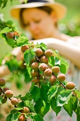 Home farmer is checking maturing apricots on tree branch.