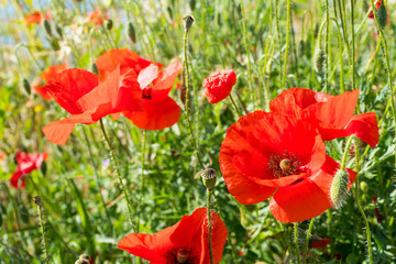 Red poppies and other flowers with a green grass on a meadow. Summer wild meadow flowers against the background of the blue sky with clouds 