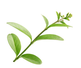 Branch with green leaves on white background