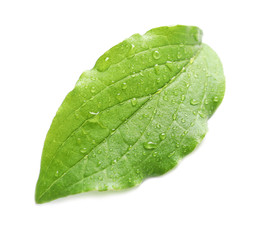 Green leaf with dew on white background