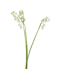 Fototapeta na wymiar Beautiful fragrant lily of the valley flowers on white background