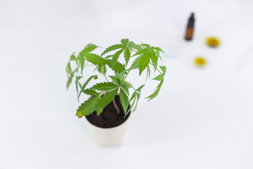 Marijuana plant and cbd oil in a laboratory