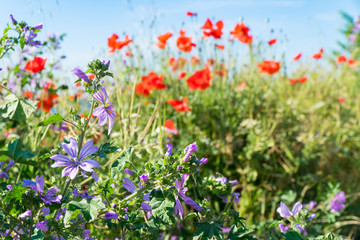Obraz na płótnie Canvas Red poppies and other flowers with a green grass on a meadow. Summer wild meadow flowers against the background of the blue sky with clouds 