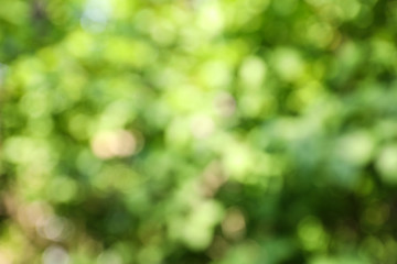 Blurred view of abstract green background. Bokeh effect