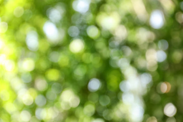 Fototapeta premium Blurred view of abstract green background. Bokeh effect