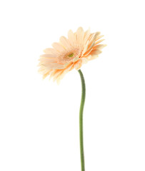 Beautiful bright gerbera flower on white background