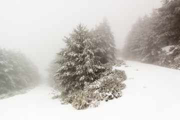 Obraz premium Winter scene. Snow covered trees in the winter forest with magic light, winter wonderland, Guadarrama National Park, Madrid, Segovia. Spain