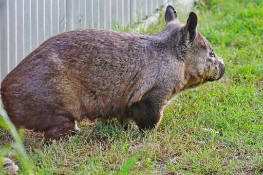 Imagens de Vombatidae Explore Fotografias do Stock, Vetores e Vídeos