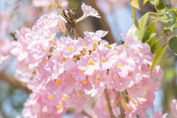 close up of Tabebuia rosea pink trumpet tree 