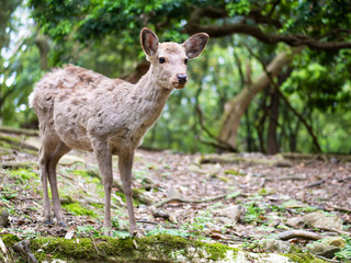 Sweet Little Deer Kid Fawn Looking to the Side with Sunshine in the forest with green background