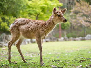 Sweet Little Deer Kid Fawn Looking to the Side with Sunshine in the forest with green background