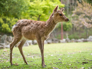 Fototapeta premium Sweet Little Deer Kid Fawn Looking to the Side with Sunshine in the forest with green background