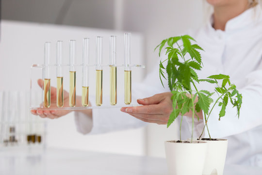 Showing cbd oil in various glass bowls in a laboratory