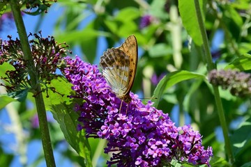 Ein Kaisermantelfalter (Schmetterling) auf lila Fliederblüten