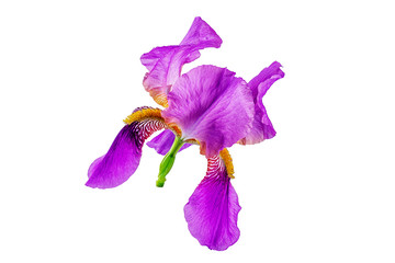 Flower. Iris. Great flower for designers.