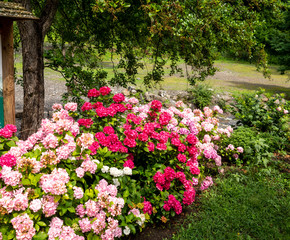 pale and deep pink hydrangeas in a garden  in summer