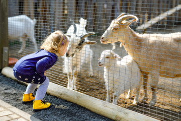Adorable cute toddler girl feeding little goats and sheeps on a kids farm. Beautiful baby child petting animals in the zoo. Excited and happy girl on family weekend. - obrazy, fototapety, plakaty