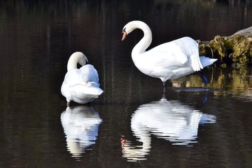 Ein Schwanenpaar spiegelt sich im Wasser