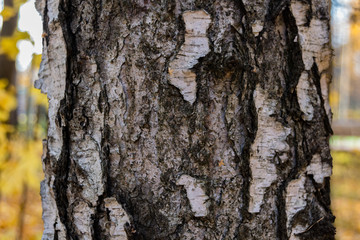Abstract wood texture bark.