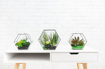 Succulent plants in florarium vases