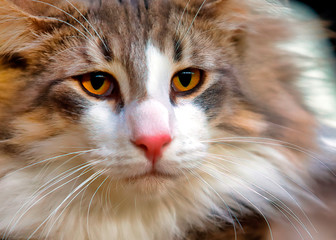 Close up of a persian cat with large fur
