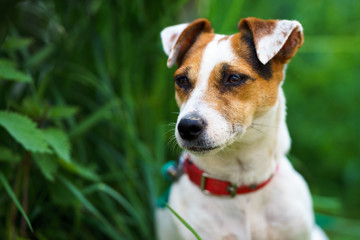 Portrait of female jack russell terrier