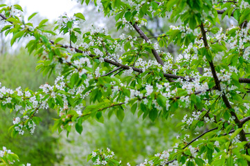 Cherry blossom in spring