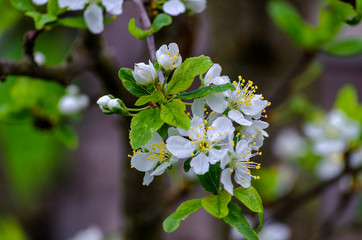 plum blossom in spring