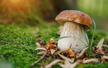 Mushroom in forest Porcino, bolete, boletus.White mushroom on green background.Natural white mushroom growing in a forest. - obrazy, fototapety, plakaty