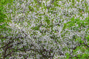 Cherry blossom in spring