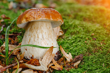 Mushroom in forest Porcino, bolete, boletus.White mushroom on green background.Natural white mushroom growing in a forest.
